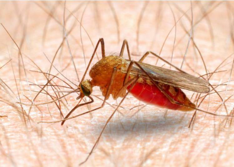ब्रिटेन के वैज्ञानिकों ने बनाई मलेरिया की नई दवा